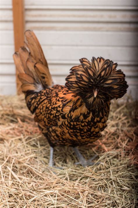 Polishsilkie Cross Backyard Chickens Learn How To Raise Chickens