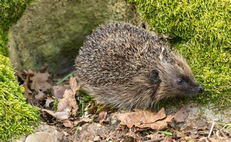 Hedgehogs, Two Hedgehogs In Natural Woodland Habitat, Facing Forward With Green Moss. Blurred ...