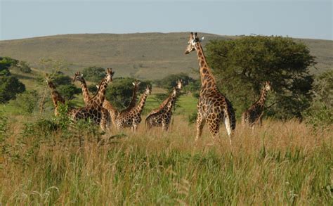 Things To Do In Ruma National Park Kenya Wildlife Tours