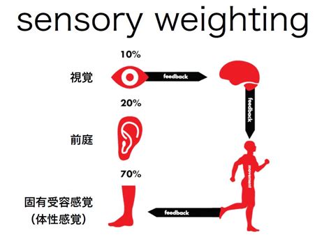 ＜第7回：脳科学講座blog＞感覚・知覚・認知，運動制御編 Stroke Lab 東京 大阪 自費リハビリ 脳卒中 神経系