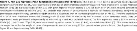 MiR335 Represses PTEN Function In Senescent Oral Fibroblasts The