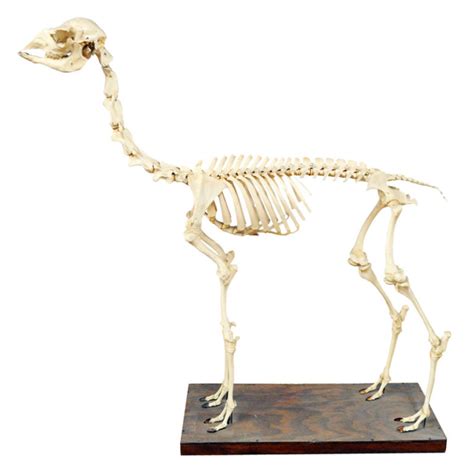 Goat Skeleton - Taxidermy Mounts for Sale and Taxidermy Trophies for Sale!