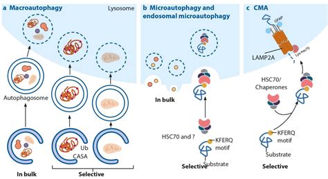 Autophagy And The Potential Linkage With The Human Oral Diseases