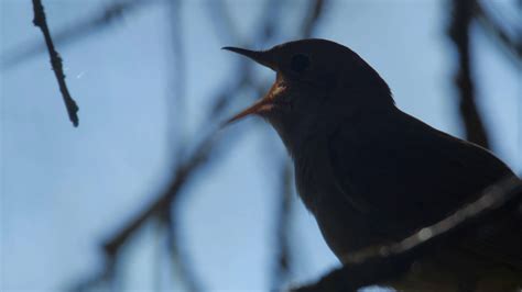 Animated Nightingale Singing