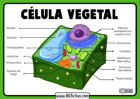 Dibujo de celula vegetal y sus partes - ABC Fichas