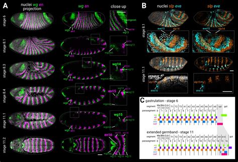 A Timer Gene Network Is Spatially Regulated By The Terminal System In