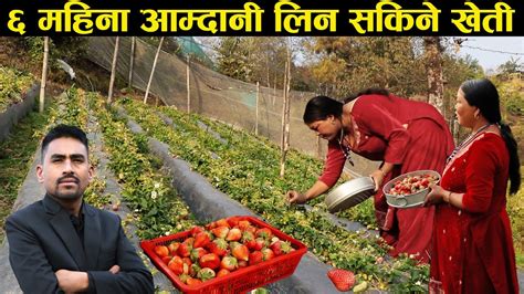 स्ट्रबेरी खेतीबाट आत्मनिर्भर बनेकी सान्नानीको कथा Strawberry Farming