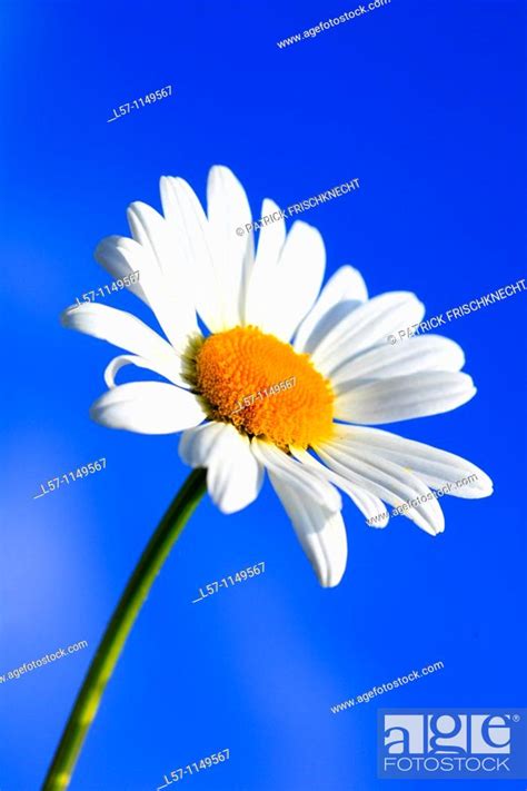 Margerite Leucanthemum Vulgare Oxeye Daisy Switzerland Stock Photo