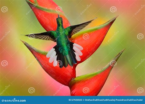 Hummingbird White Tailed Sabrewing Flying Next To Beautiful Strelitzia