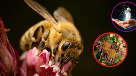 Qué pasaría si no existieran las abejas Salud180