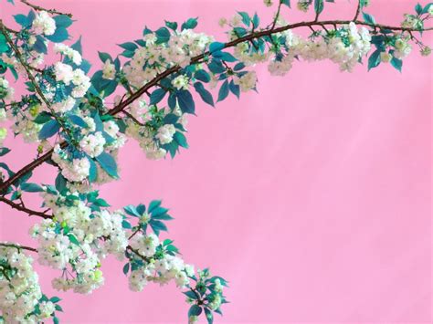 Spring colors Free Photo Download | FreeImages