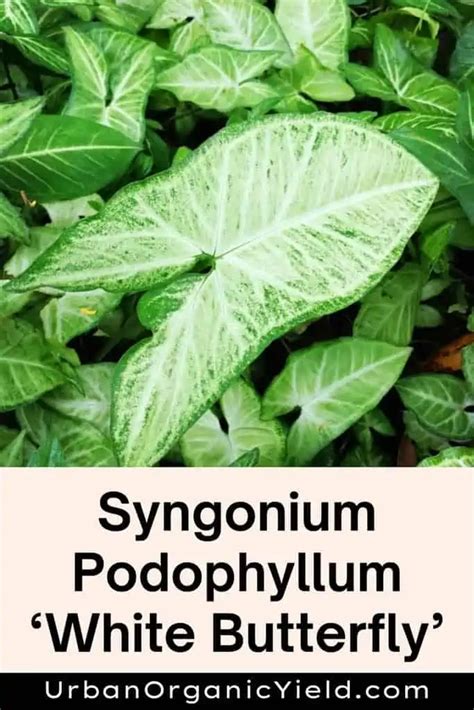 Types Of Syngonium Plants Arrowhead Vine Urbanorganicyield