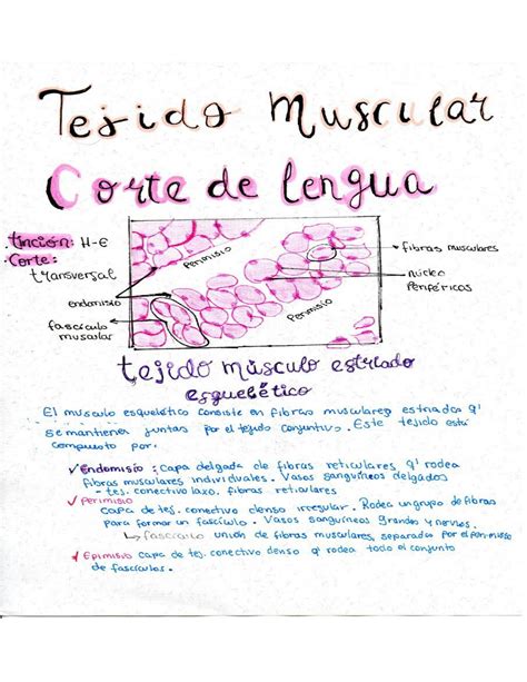 Solution Ucsur Dibujos Histologicos De Tejido Muscular Estriado Liso Y