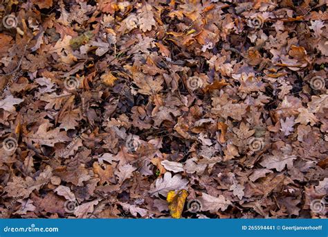 Fall brown leaves stock image. Image of leaves, soil - 265594441