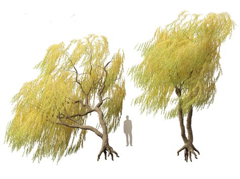 Salix Babylonica Weeping Willow 17 3D Model TurboSquid 2136300