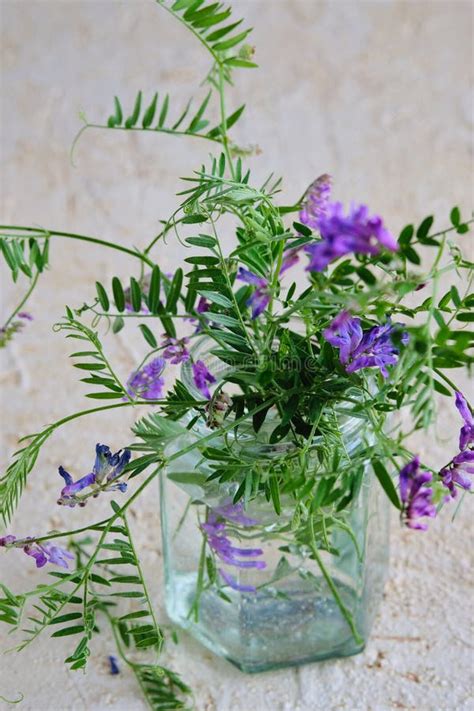 Watercolor Sweet Peas Jar Stock Photos Free Royalty Free Stock