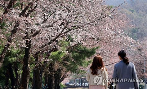 오늘부터 렛츠런파크 서울 벚꽃길 개장 연합뉴스