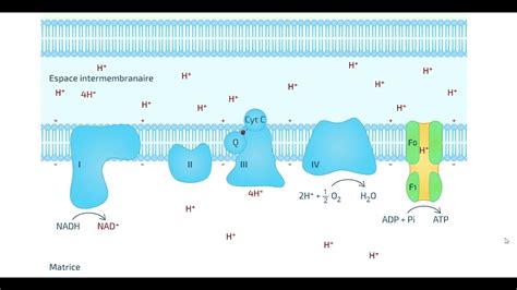 Le Fonctionnement De La Chaine Respiratoire Animation Youtube