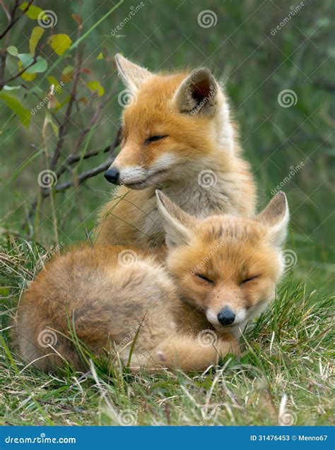 Red fox cubs stock image. Image of wildlife, orange, wild - 31476453