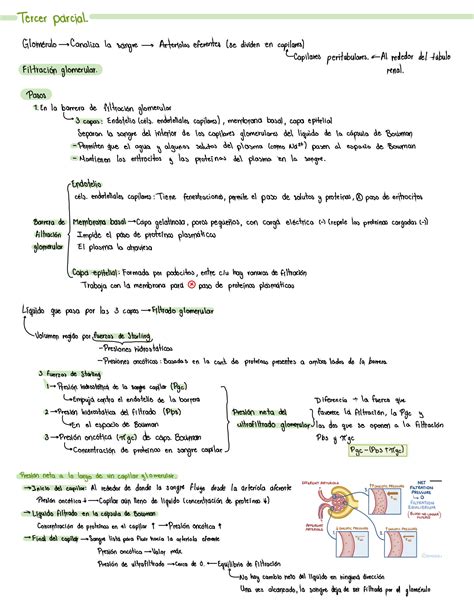 SOLUTION Fisiología sistema urinario y renal Studypool