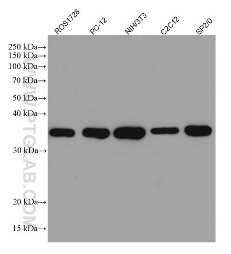 Gapdh Mouse Monoclonal Antibody United Bio Research