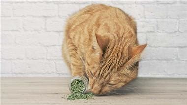 Scientists Unlock the Mystery: Why Catnip Drives Cats Wild