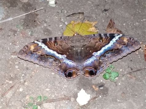 Polilla Bruja desde Monterrey Nuevo León Mexico el 03 de noviembre de