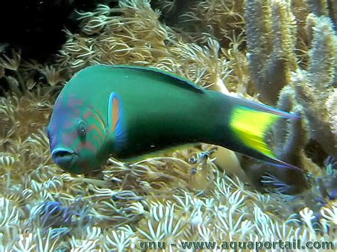 Thalassoma Lunare Girelle Paon Girelle Verte Labre à Queue De Lyre Kakatoi Lézard