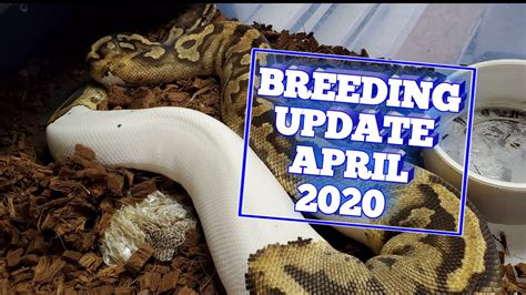 Breeding Update April 2020 Youtube