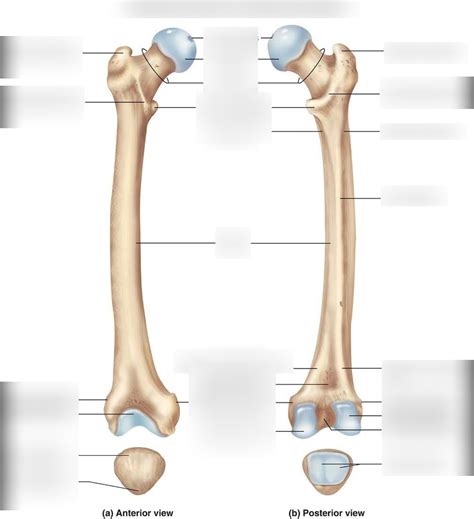 Femur And Patella Diagram Quizlet