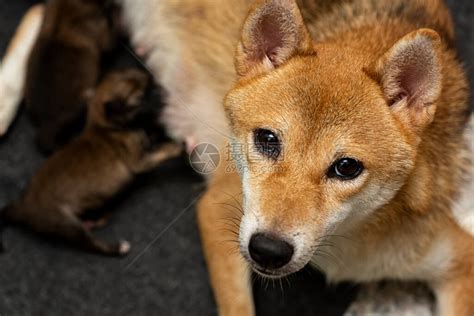 新生shibainu小狗的特写镜头日本柴犬美丽的柴犬小狗颜色棕和妈1天大宝高清图片下载 正版图片504228649 摄图网