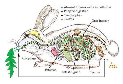 Anatomie Du Lapin Anatomie Lapin