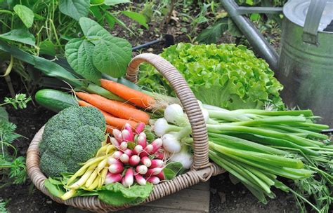 How To Start Your Own Vegetable Patch Bury Hill Topsoil Blog