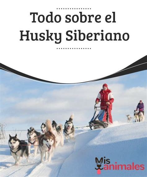 Todo Sobre El Husky Siberiano Husky Siberiano Husky Perro Husky