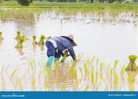 Farmers Transplant Rice Seedlings Editorial Photography Image Of