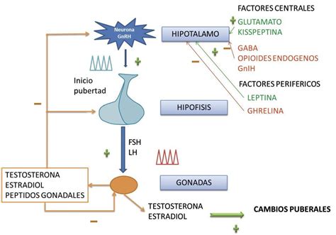 Mapa Conceptual De La Pubertad Con Estas Palabras Pubertad Hipotálamo