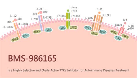 Bms 986165 Is A Highly Selective And Orally Active Tyk2 Inhibitor For