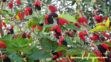 Buah Mulberry Khasiat Dan Penggunaannya Segalanya Tentang Tumbuhan