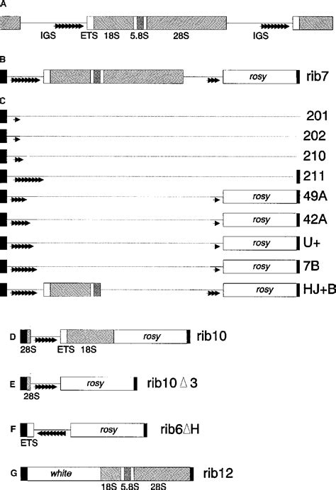 Figure 1 From Male Sterility And Meiotic Drive Associated With Sex