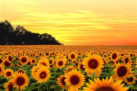 Sunflower Field Wallpapers - 4k, HD Sunflower Field Backgrounds on ...