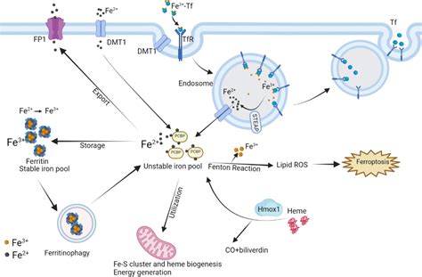 Frontiers The Underlying Pathological Mechanism Of Ferroptosis In The