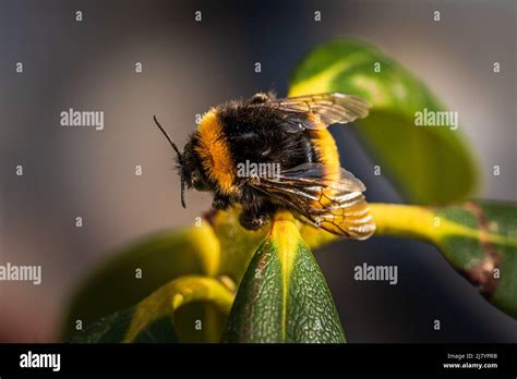 Bambee Bumble Bee Hi Res Stock Photography And Images Alamy