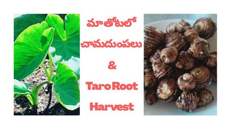 How To Grow Taro Root Harvest Taro Root At Home Colocasia Youtube