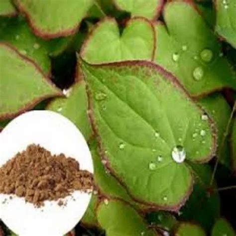 100 Organic Spray Dry Horny Goat Weed Extract Powder At Rs 1600 Kg