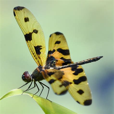 Common Picture Wing Odonata Dragonflies And Damselflies Of The