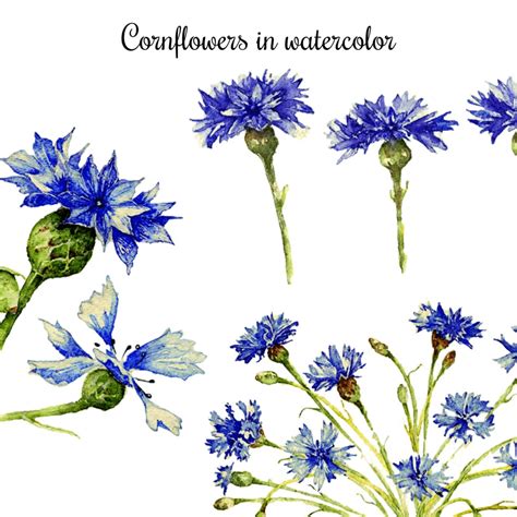 Cornflowers In Watercolor Masterbundles