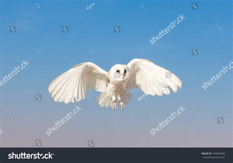 Flying Female Barn Owl During Falconry Stock Photo 518504548 | Shutterstock