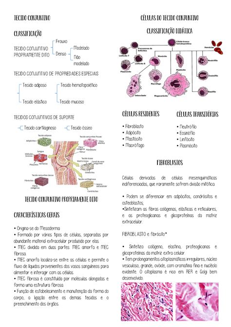 Tecido conjuntivo Tecido conjuntivo Classificação TECIDO CONJUNTIVO