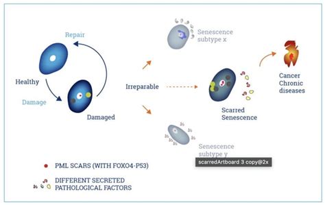 Senolytics drug : r/DrugMechanisms