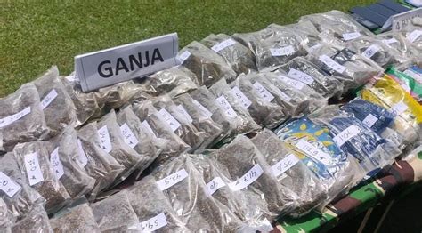 Sinergi Aparat Gabungan Gagalkan Penyelundupan Kg Ganja Asal Png